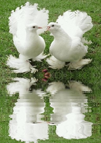 Лебедь голубь