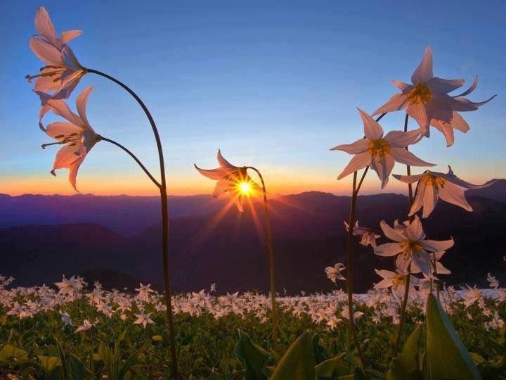 Цветы и небо