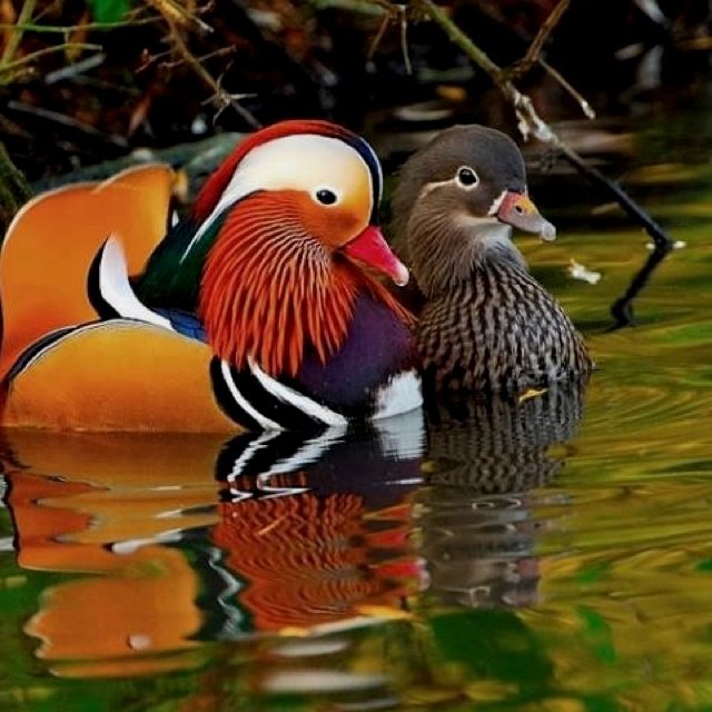 Утка Мандаринка фэн шуй