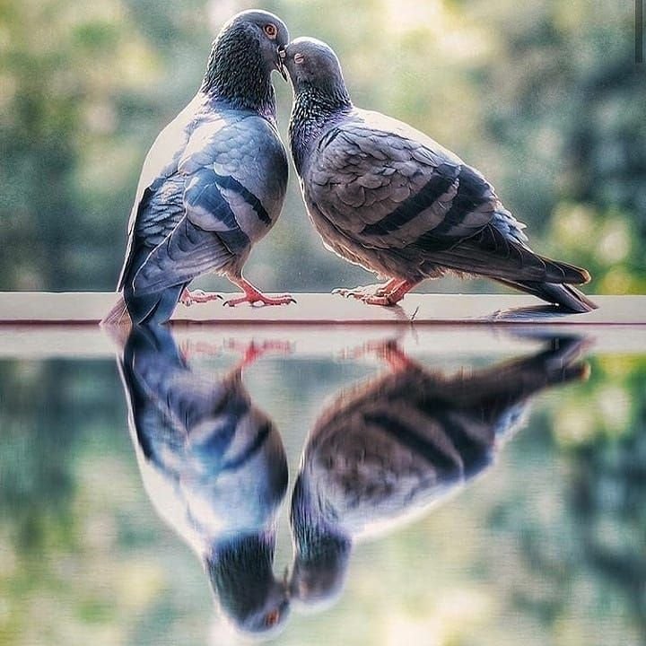 Птица любви