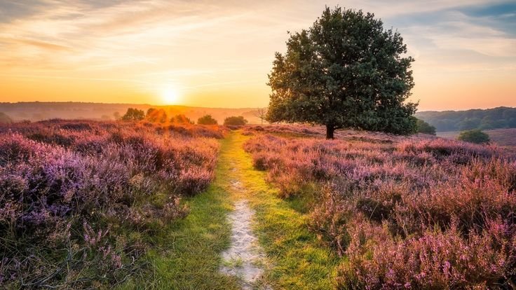 Пейзажи Шотландии Вересковые поля