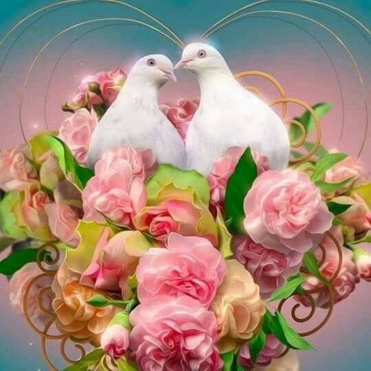 Свадебные голуби