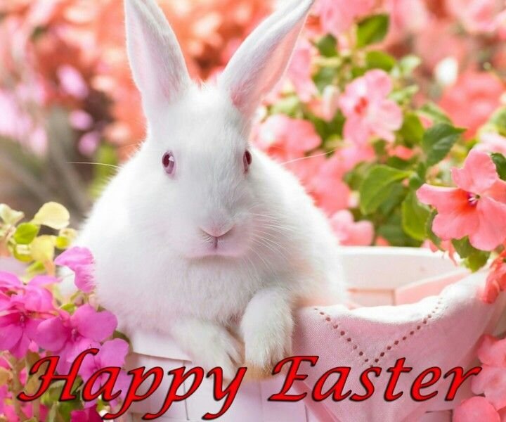 Белый кролик