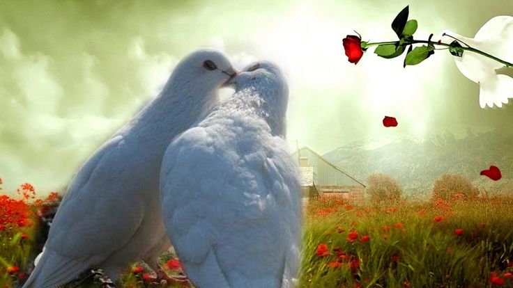 Птица любви