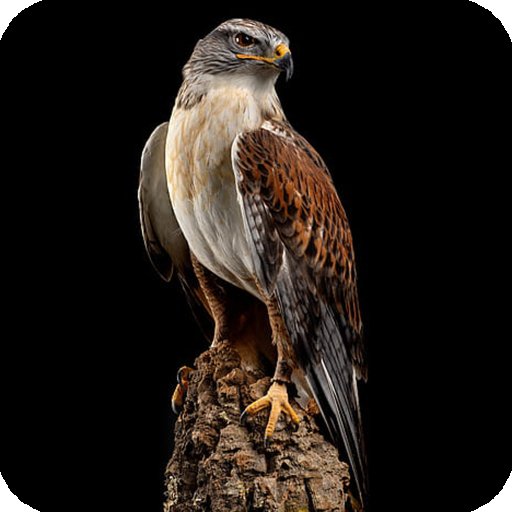 Беркут Сокол ястреб