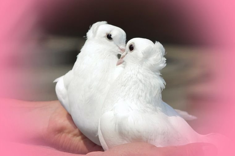 Свадебные голуби