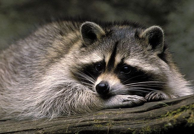 Енот полоскун милый