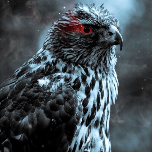 Черный ястреб птица