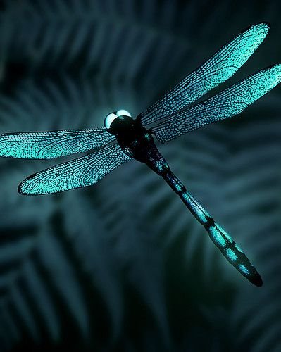 Стрекоза синяя Драгонфлай