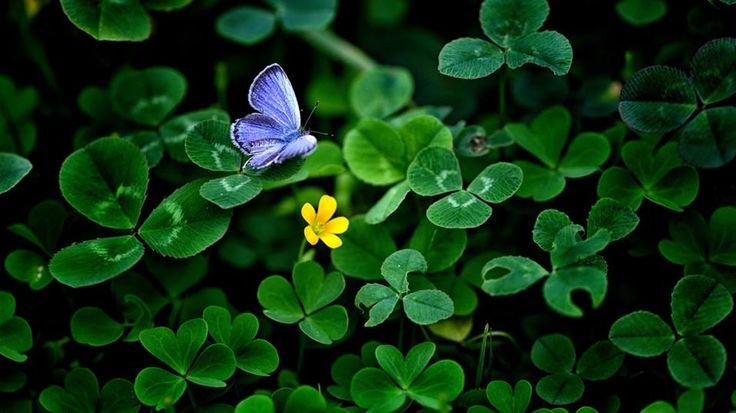 Клевер пятилистник