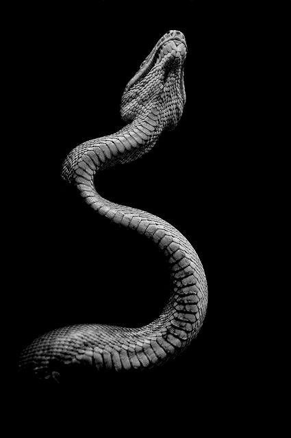 Кобра на черном фоне