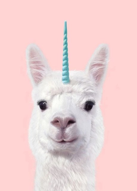 Милые ламы животное