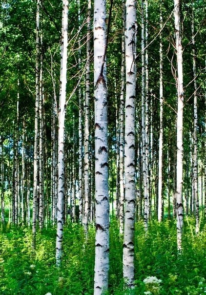 Березовая роща Чебоксары