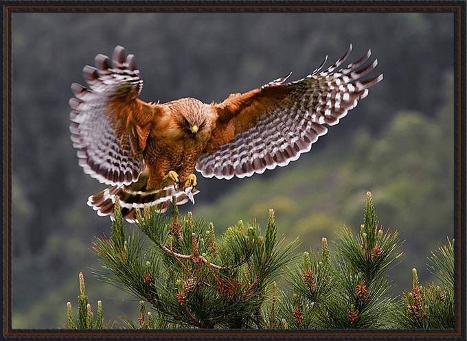 Сокол Сапсан ястреб Коршун