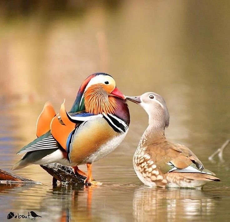 Утка Мандаринка