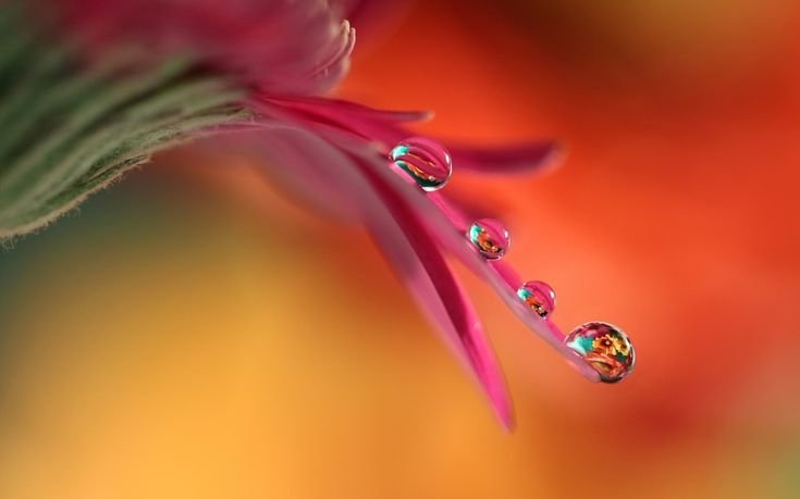 Макрофотографии природы