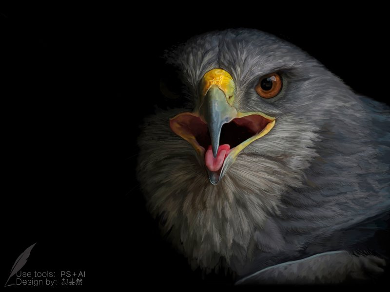 Черный ястреб птица