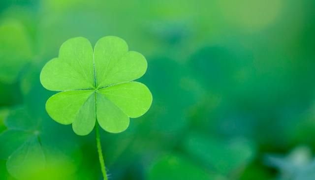 Клевер 4 листный на удачу