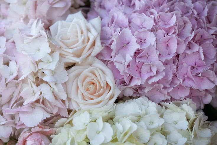 Гортензия Тиклед Пинк