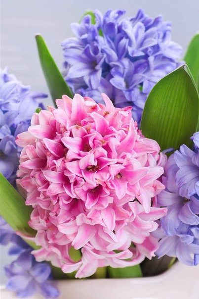Hyacinth Flower цветок гиацинта