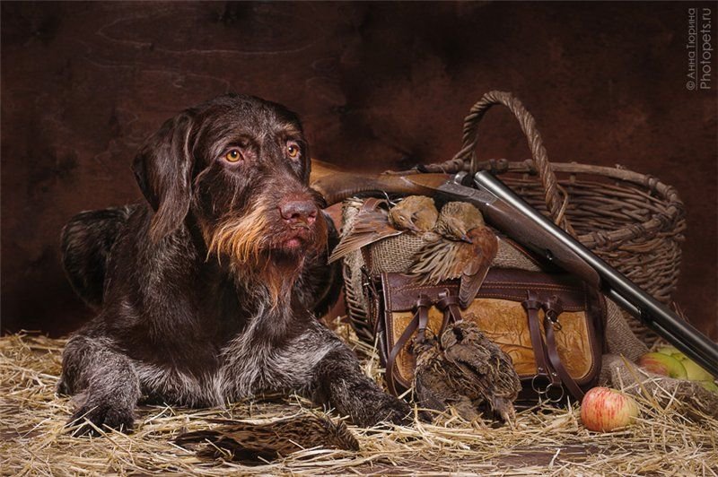 Дратхаар длинношерстный