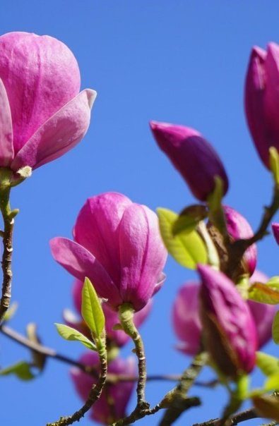 Магнолия бутон