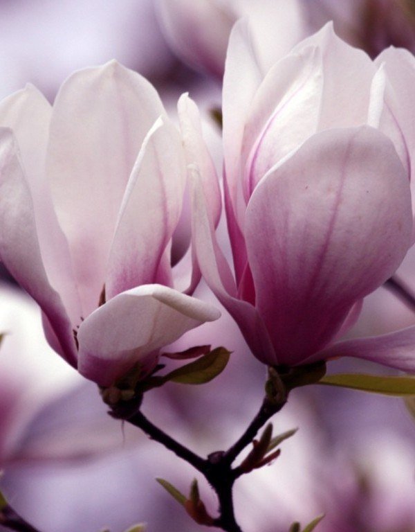 Нежные цветы магнолии