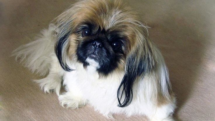 Императорский Пекинес