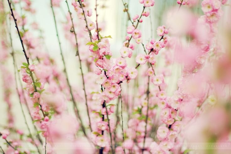 Бледно розовые цветы