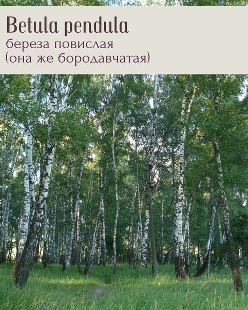 Береза Даурская ствол