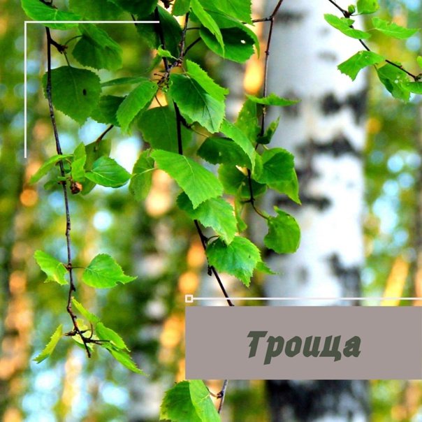 Ветви березы