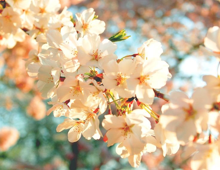 Цветущее дерево