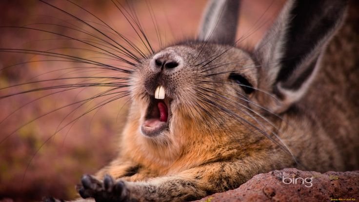 Горные вискаши