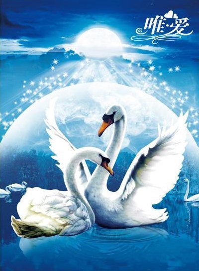 Заставка лебеди