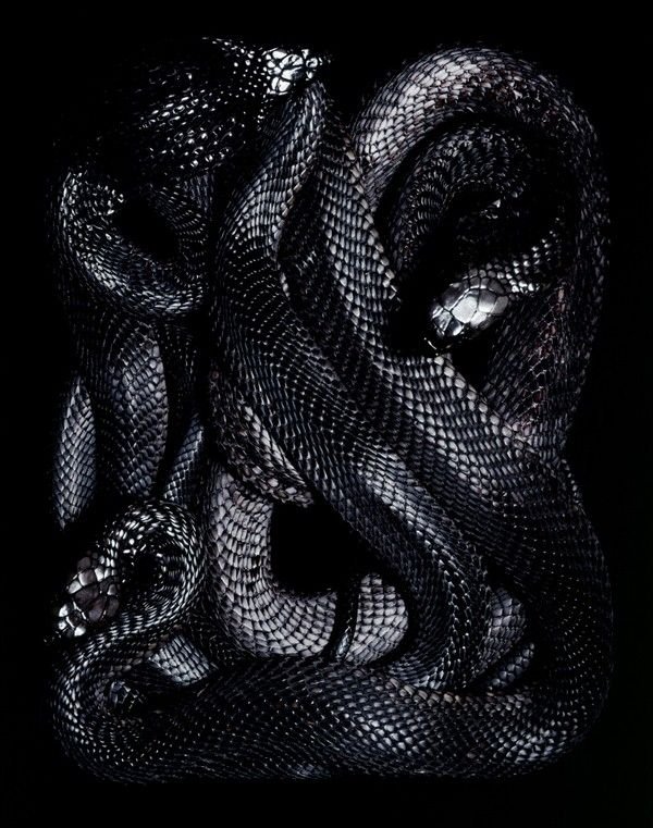 Змеи Эстетика Слизерин