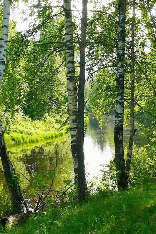 Березовая роза Степаново