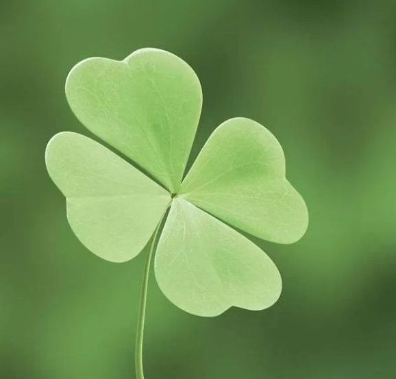 Четырёхлистный Клевер символ удачи