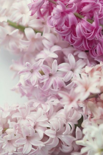 Нежно розовый гиацинт