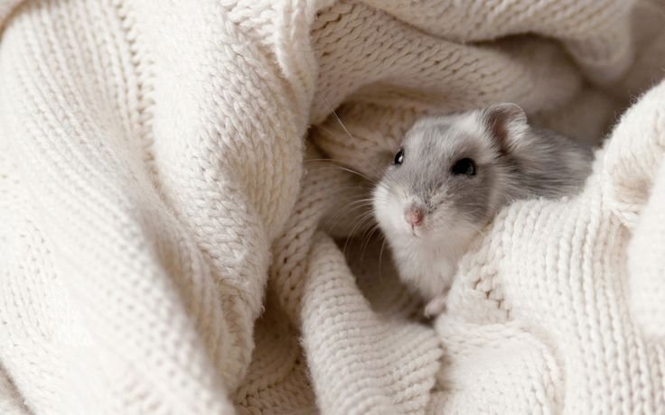 Джунгарский хомячок