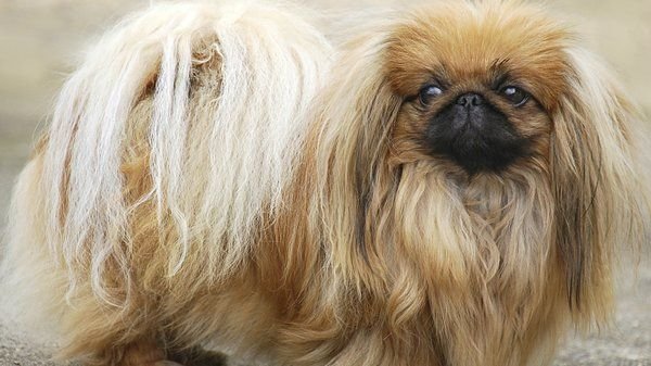 Пекинес собака фото
