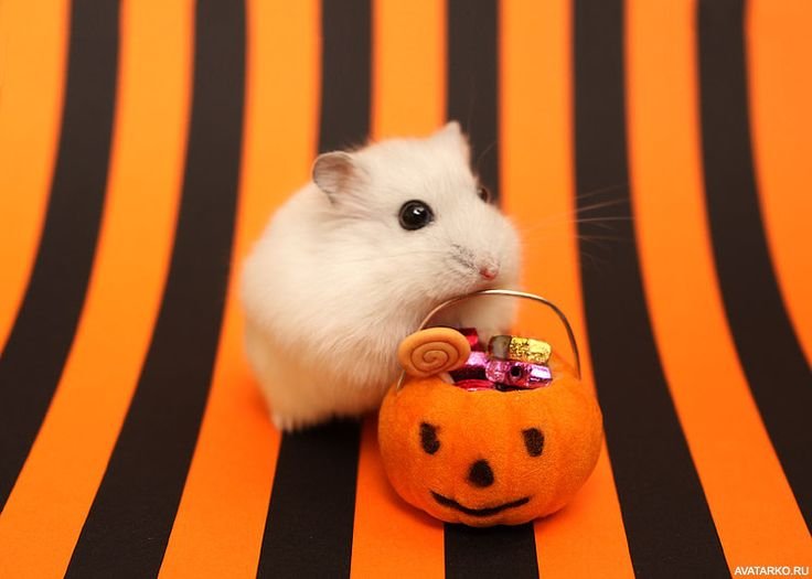 Крутой хомяк