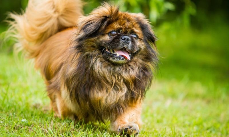 Императорский Пекинес порода