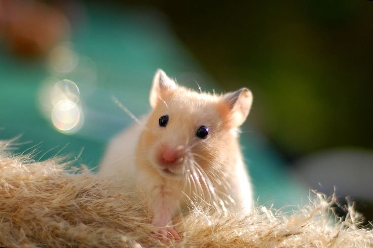 Хомяк сирийский