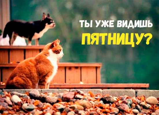 Смешные высказывания про среду