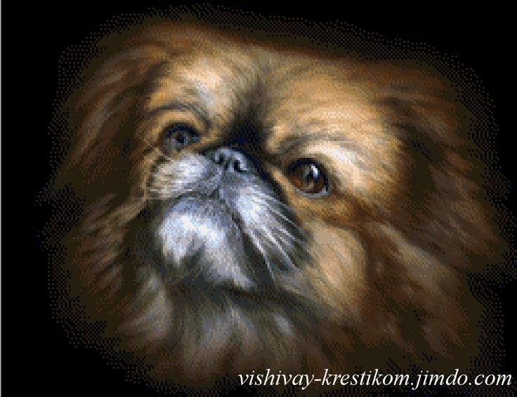 Собака Пекинес