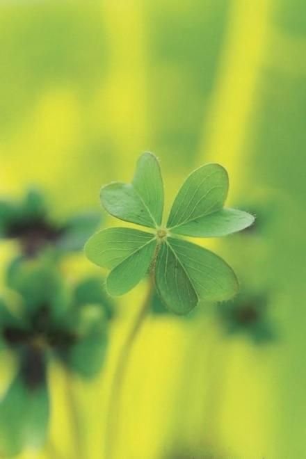 Клевер 4х листник