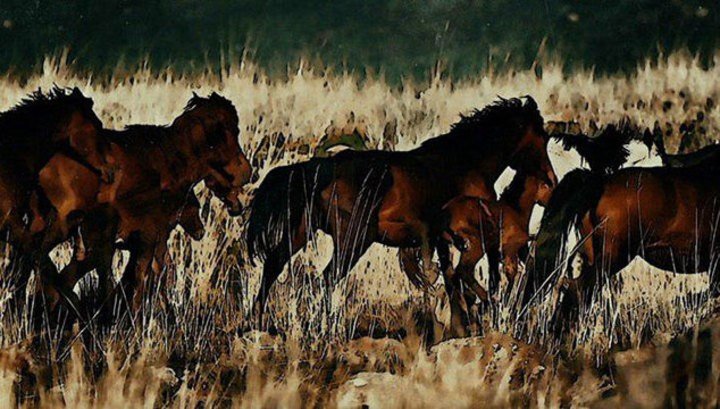 Роль лошадей в современном мире