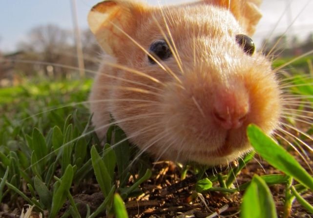 Красивый хомяк