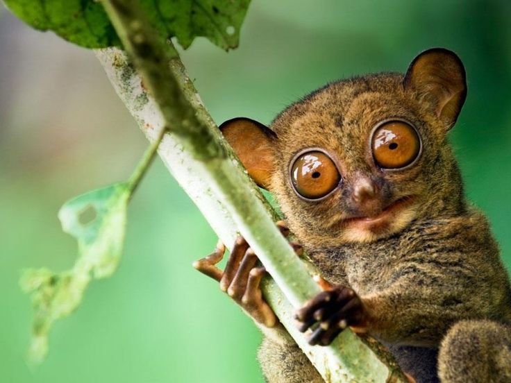 Суматранский долгопят