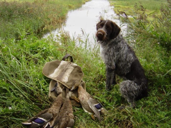 Порода дратхаар